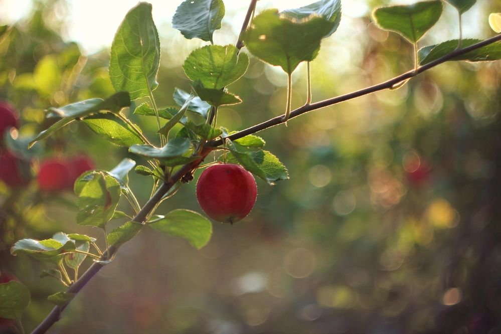 Фотография автора Екатерина Солохина