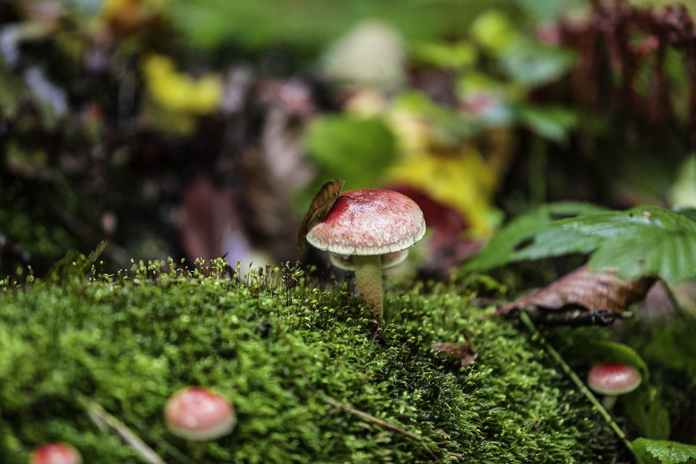 Фотография автора Михаил Лупина