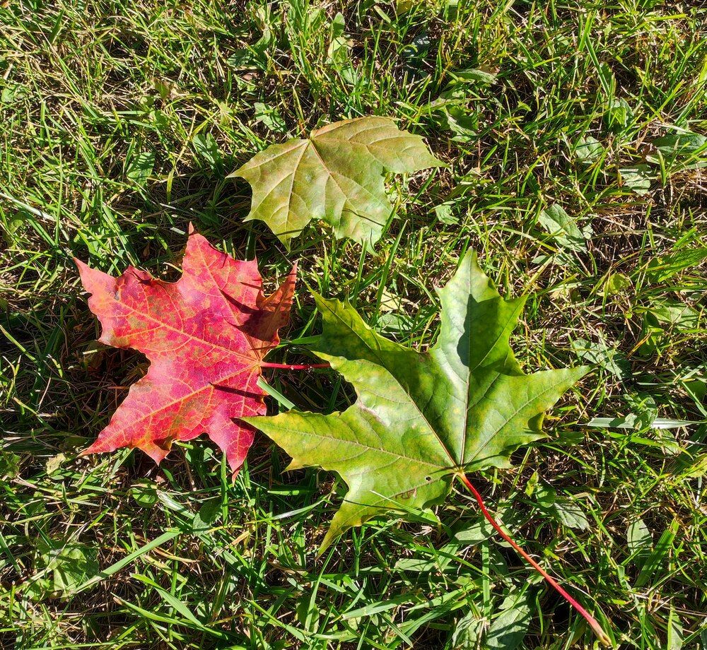 Опавшие листья