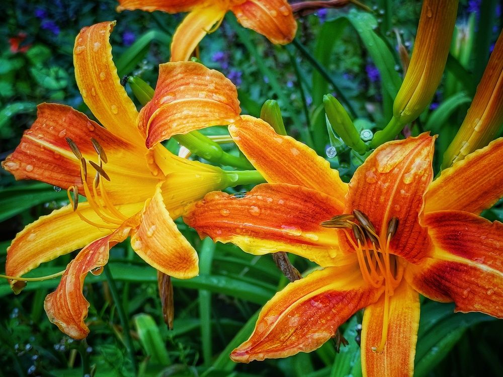 Photograph by Владимир Сушкин