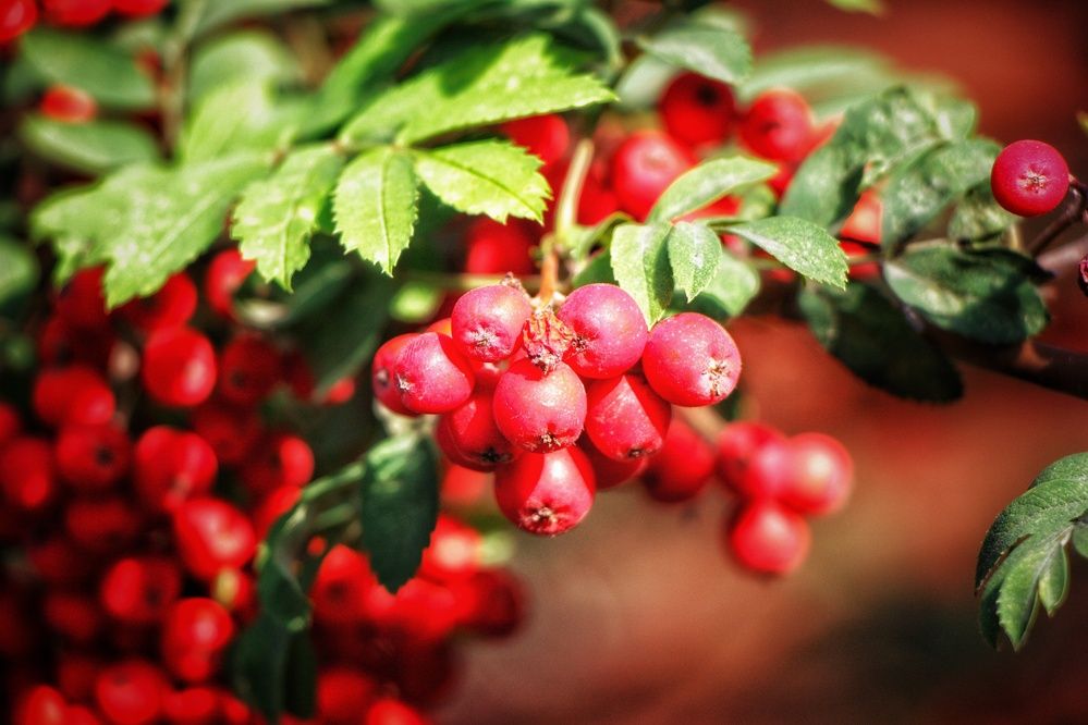 Photograph by Владимир Сушкин
