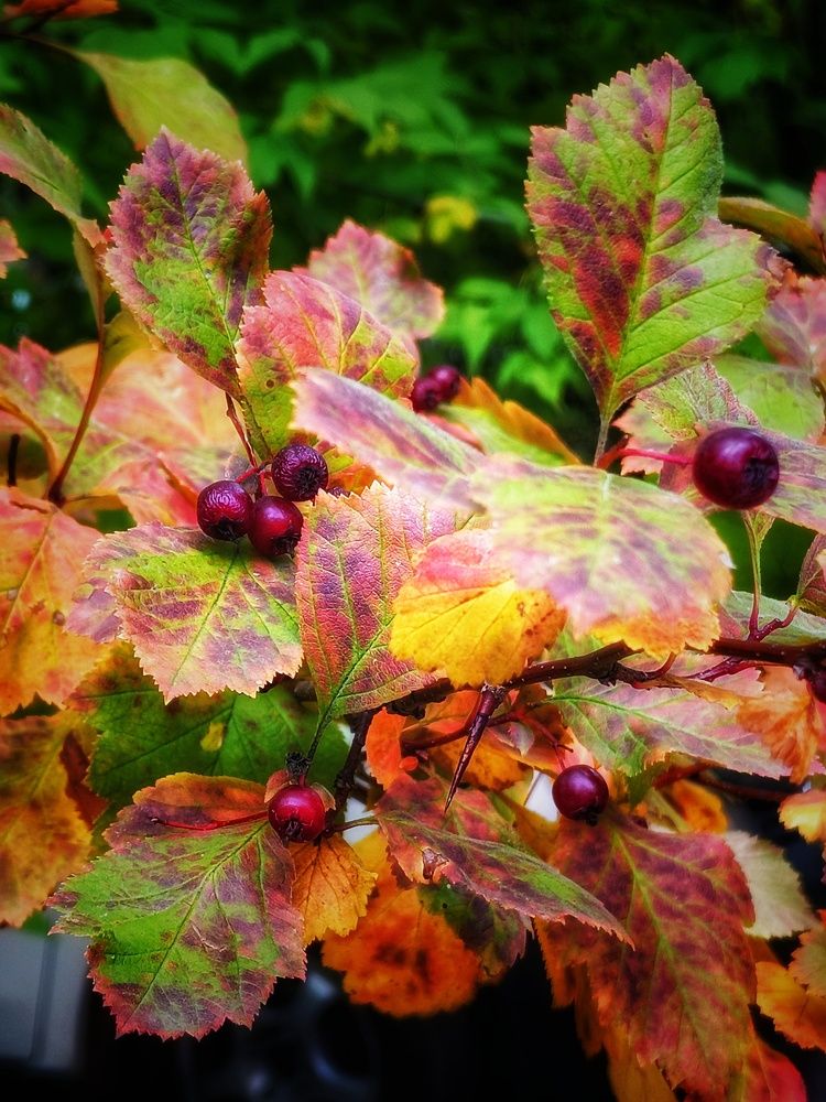 Photograph by Владимир Сушкин