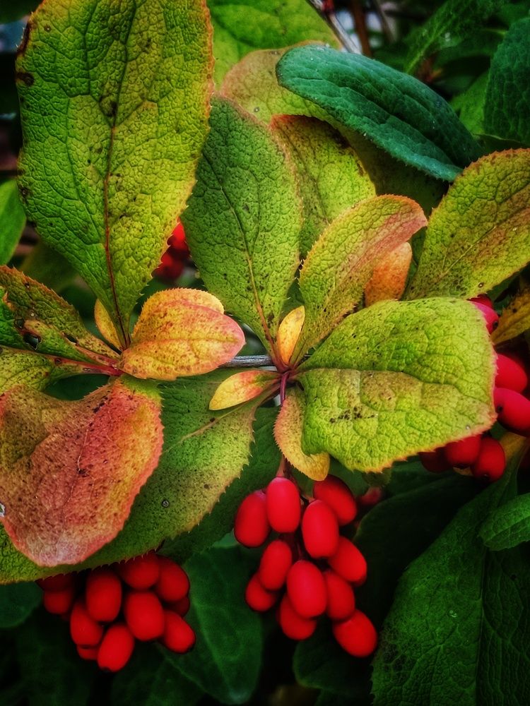 Photograph by Владимир Сушкин