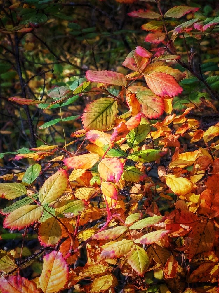Photograph by Владимир Сушкин