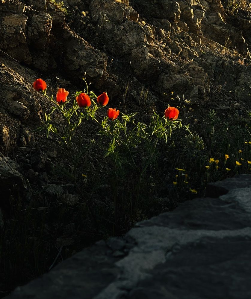 Photograph by Hamidreza zakeri