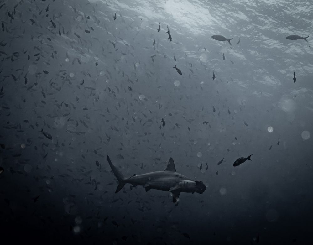 Photograph by Дмитрий Плотников