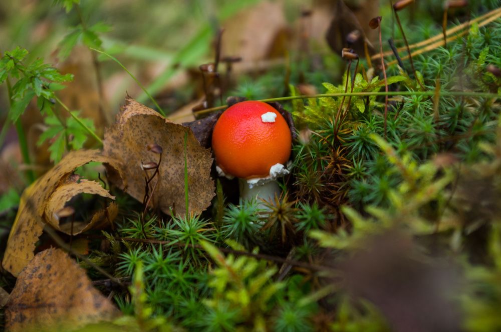 Фотография автора Владимир Каштанов