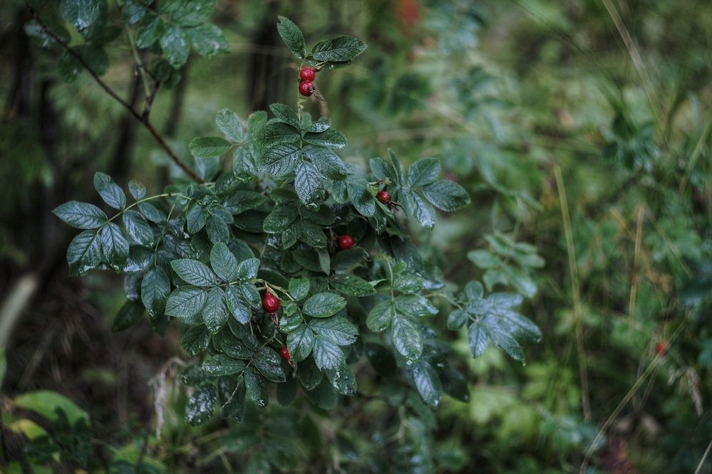 Фотография автора Екатерина Солохина