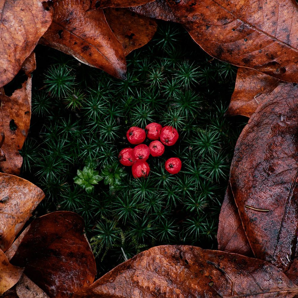 Photograph by Александр Фунтов