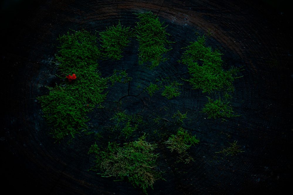 Photograph by Александр Фунтов