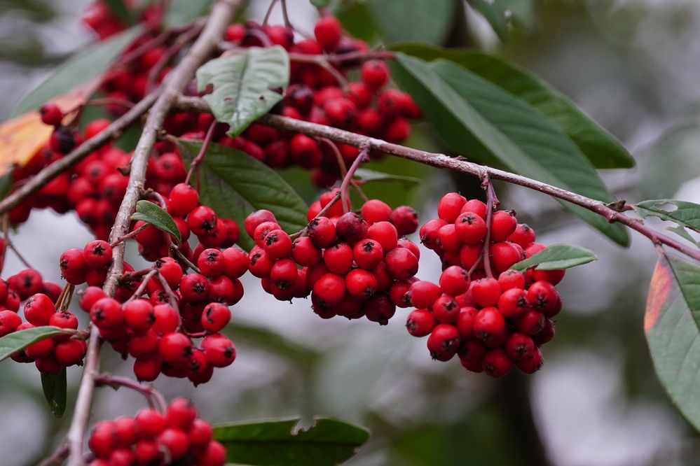 Фотография автора Sergej Roor