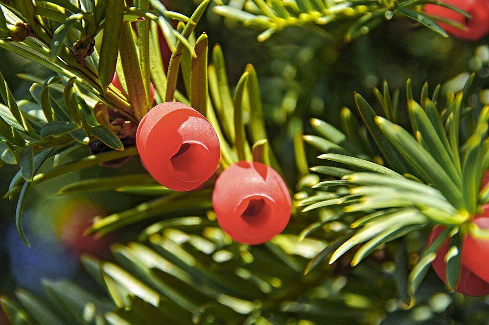 Photograph by Евгений Киселев