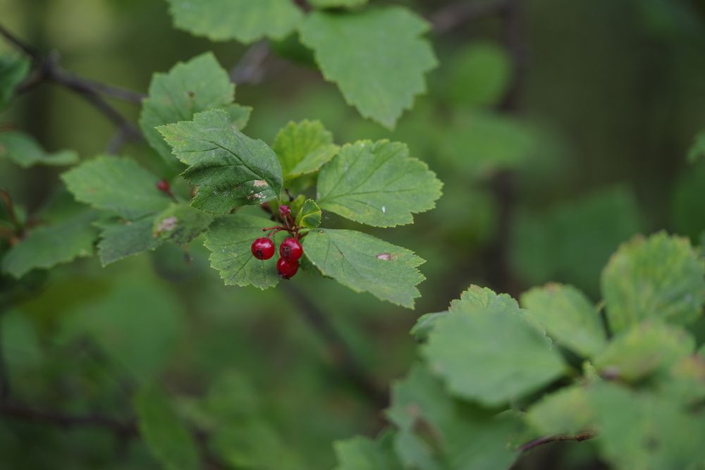 Photograph by Андрей Корытов