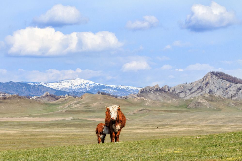Фотография автора Галина Шепелева