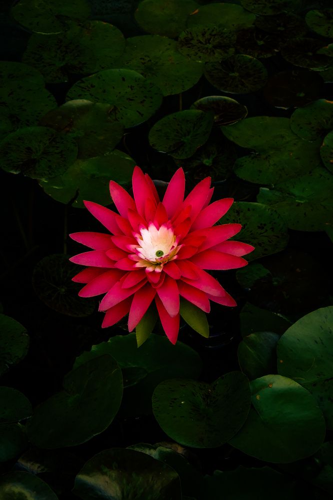 Photograph by Anna Amarova