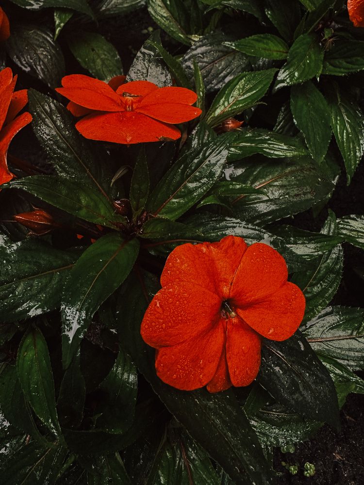 Фотография автора Tatyana Komissarova