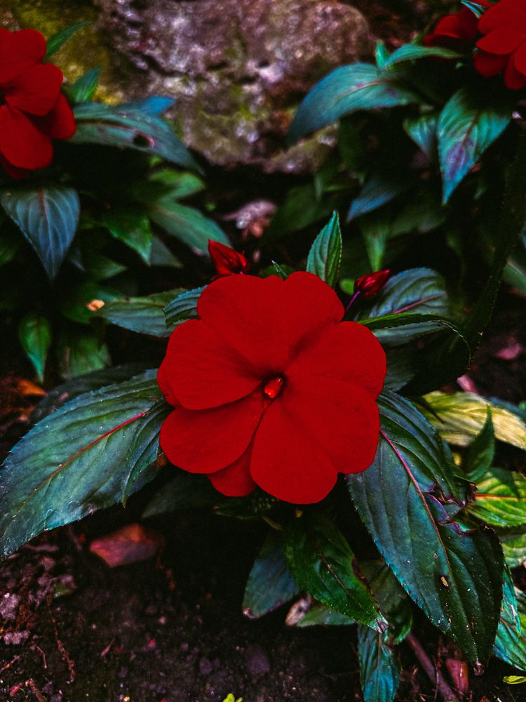 Фотография автора Tatyana Komissarova