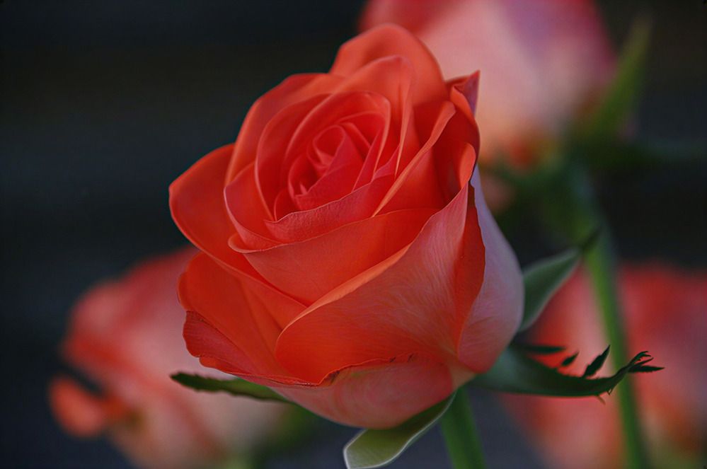 Фотография автора Мария Тюрина