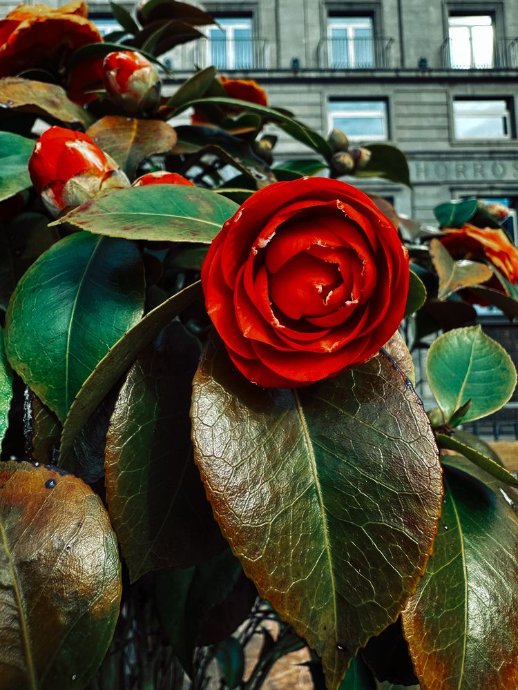 Фотография автора Tatyana Komissarova