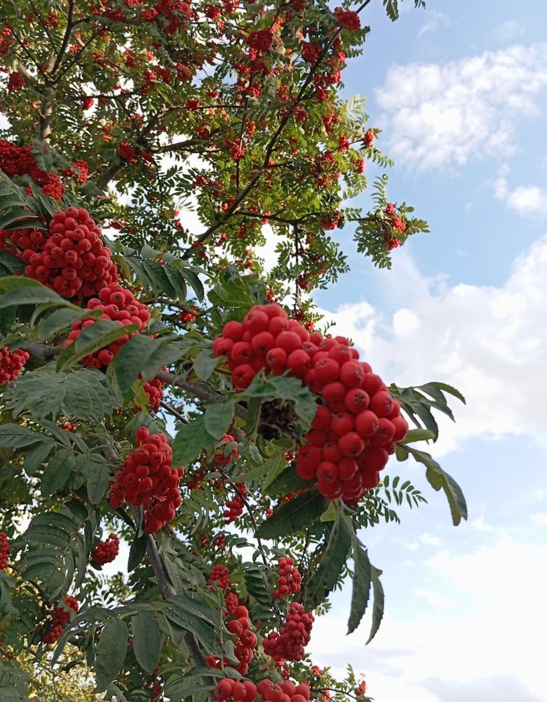 Photograph by Елена Коробченко