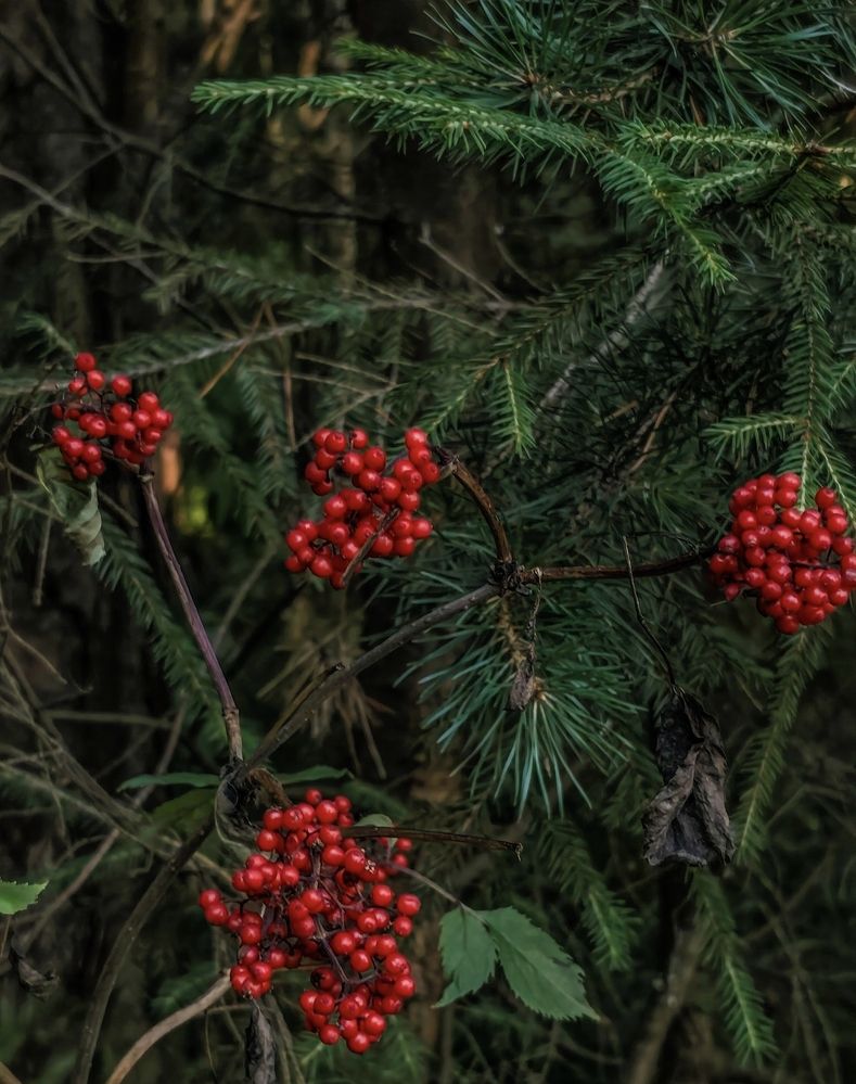 Photograph by Марина Бедрина