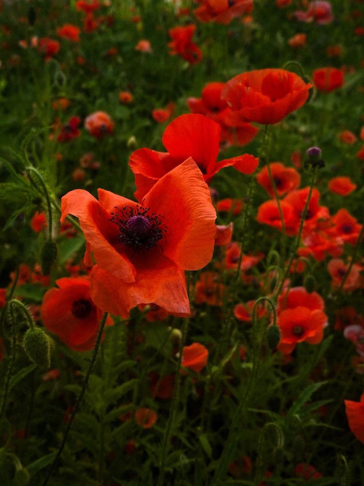 Photograph by Анастасия Гульванюк