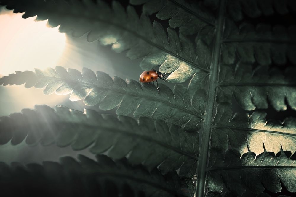 Photograph by Лапшина Владлена