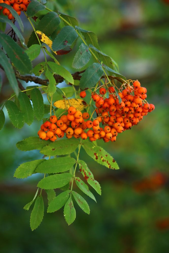 Photograph by Светлана Шуткова