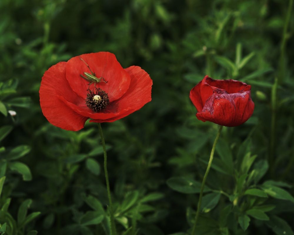 Photograph by Marina Odintsova