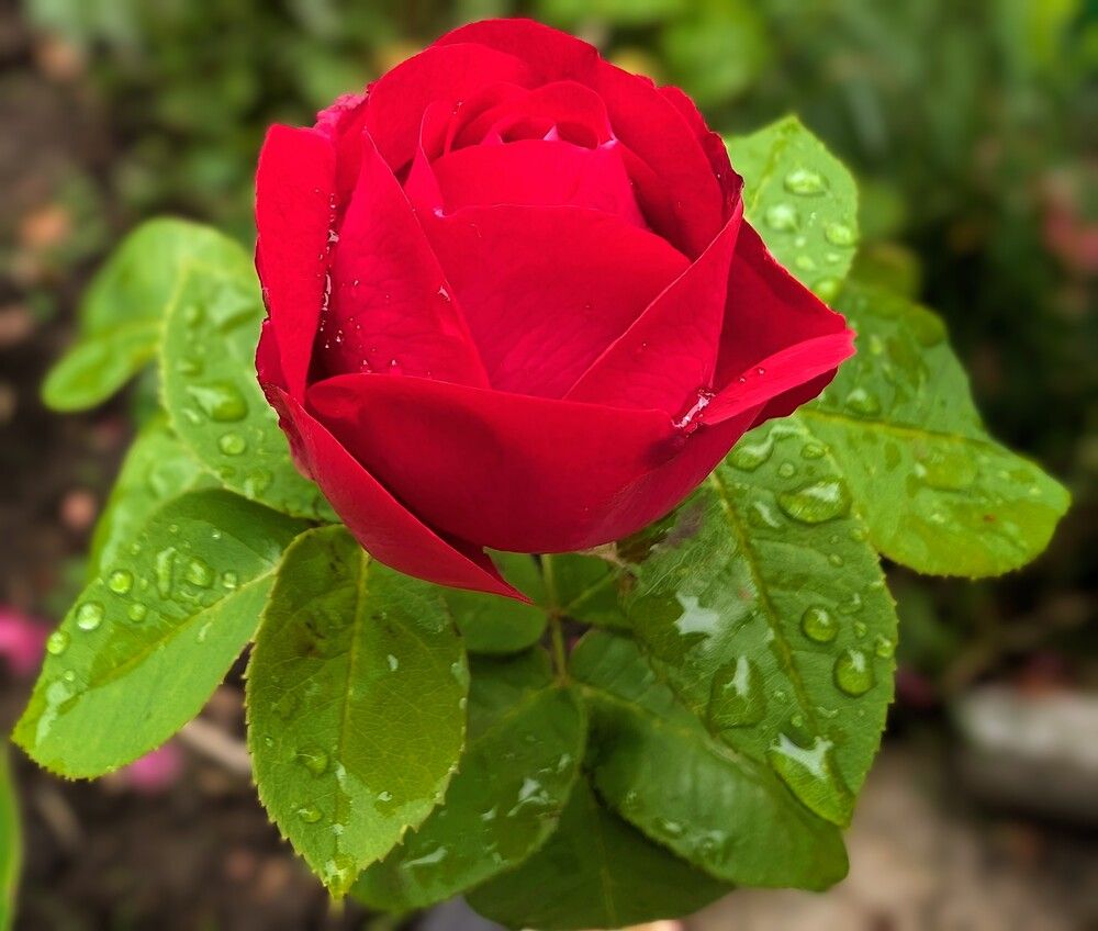 Фотография автора Рузинова Елена