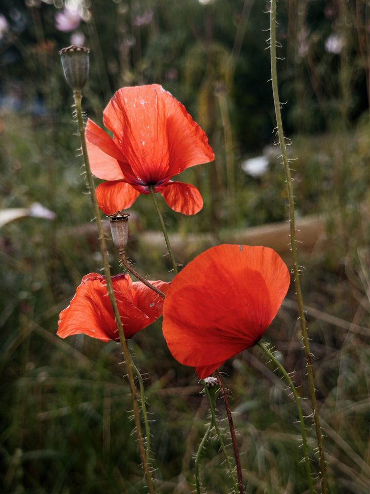 Фотография автора Анастасия Терехова