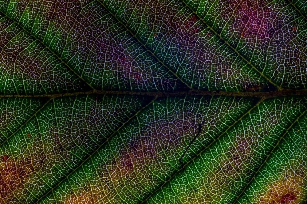 Photograph by Сергей Назаредский