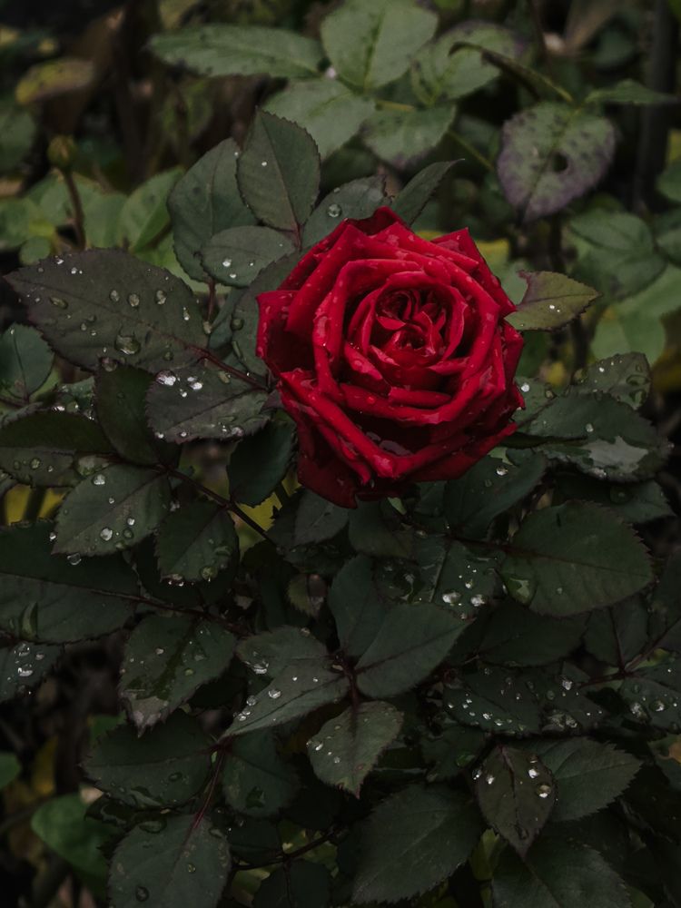 Фотография автора Анастасия Терехова