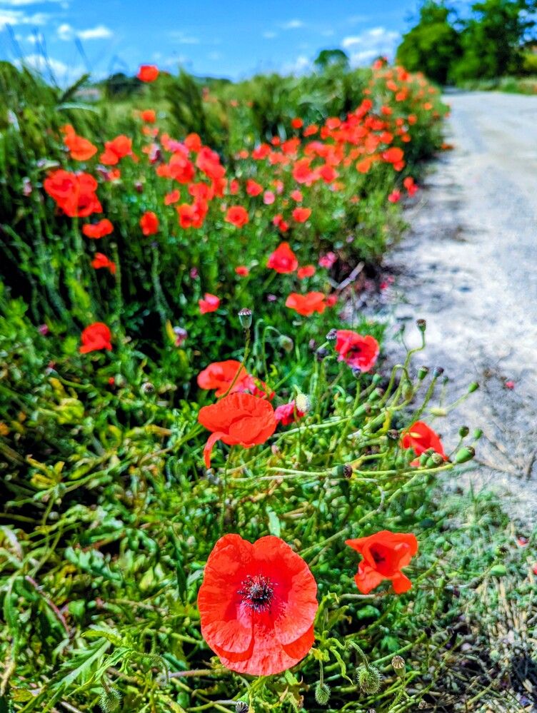 Фотография автора Ian Heard