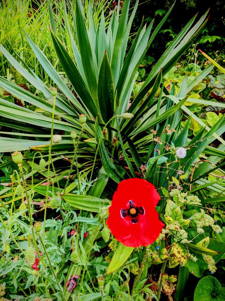 Фотография автора Ian Heard