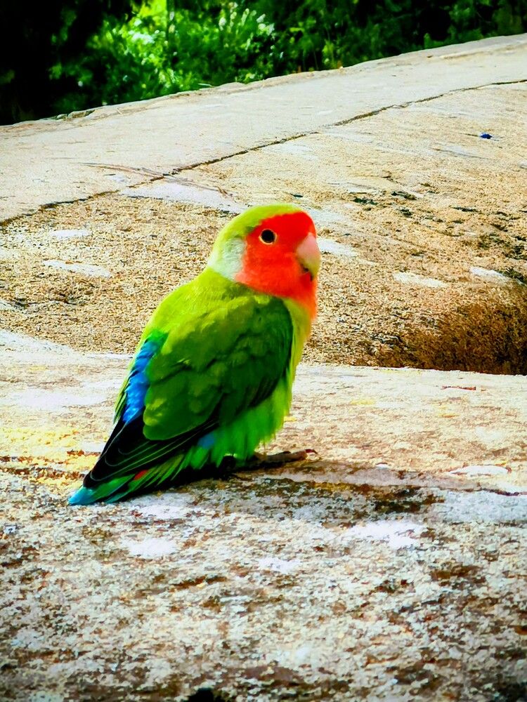 Фотография автора Ian Heard