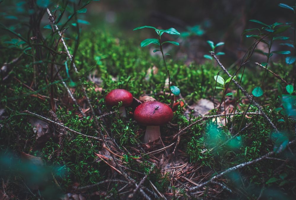 Photograph by Алина Стемковская
