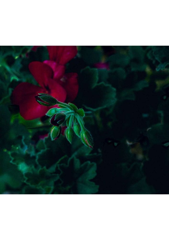 Photograph by Greta Jordanova