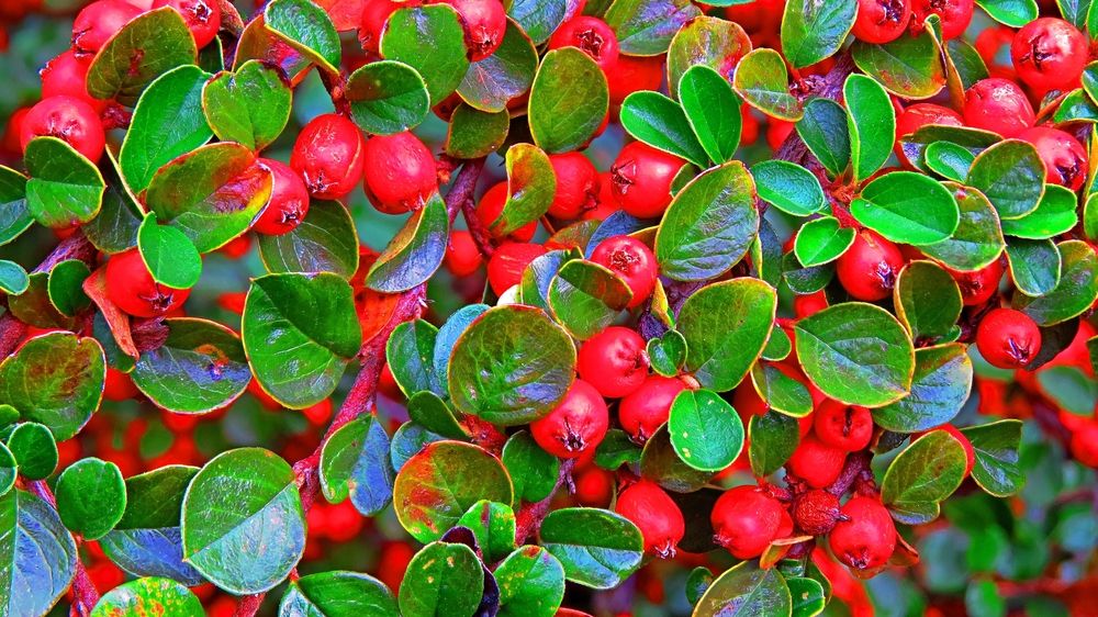 Photograph by Фартушняк Сергей