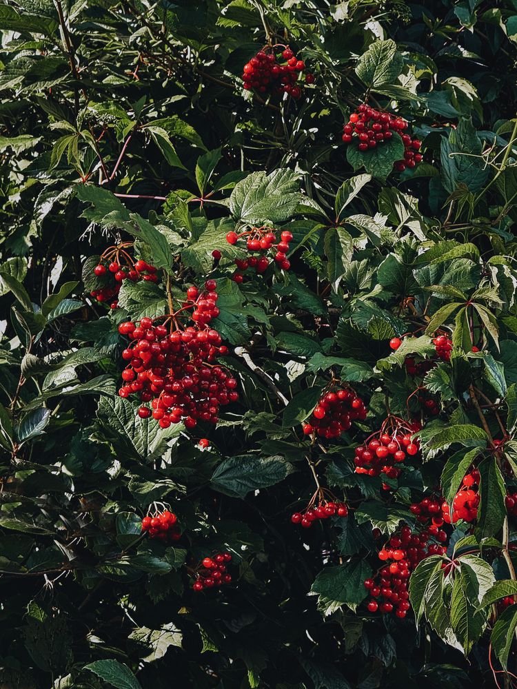 Photograph by Елена Чулюнина