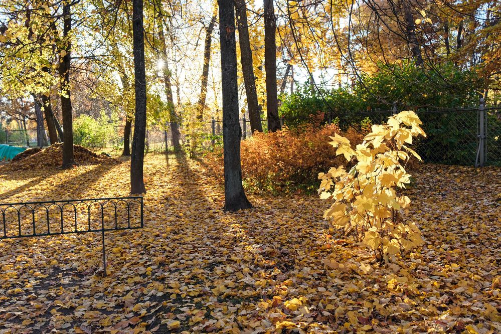 Клён освещённый лучами солнца.