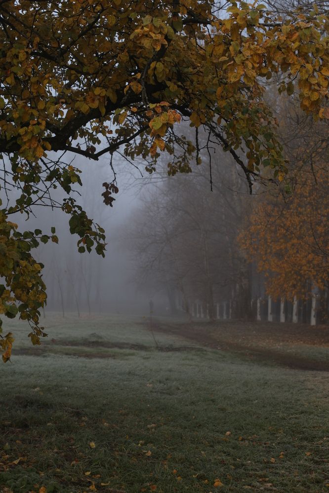 Туманное утро