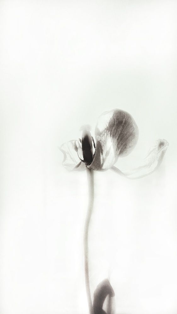 Photograph by Елена Гостева