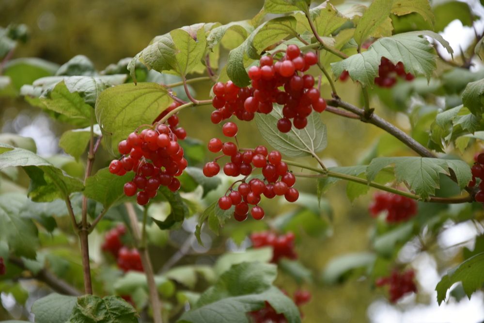 Photograph by Юлия Ю.