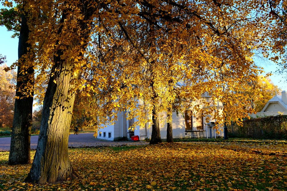 Дерево под лучами солнца.