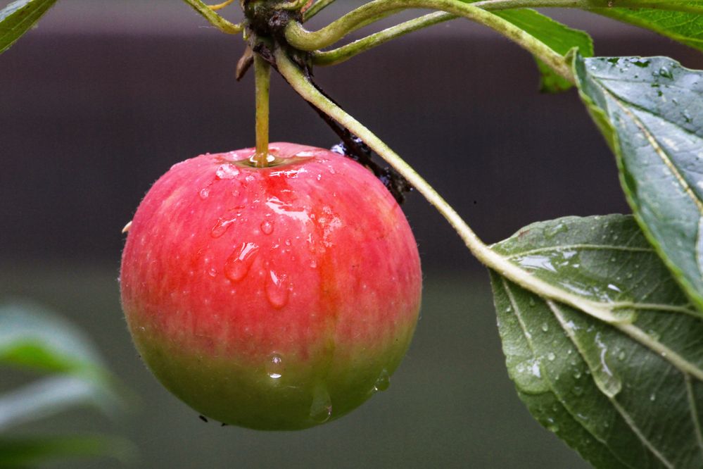 Фотография автора Татьяна Сергиенко