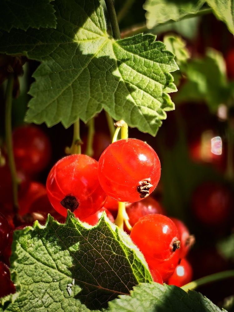 Photograph by OLGA MIKHNEVICH