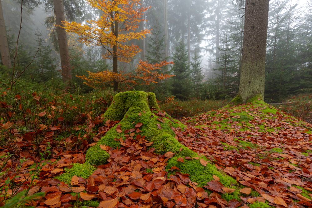 Photograph by Евгения Чех