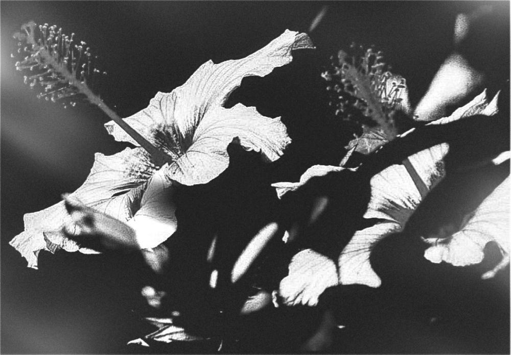 Photograph by Paulo Barbosa de Madureira