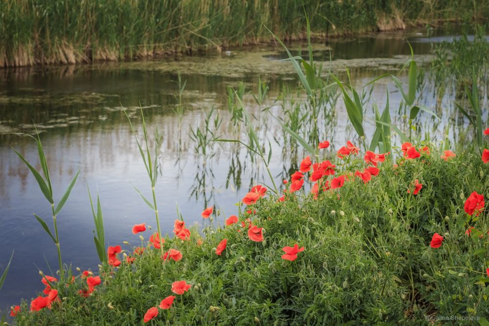 Фотография автора Галина Шепелева